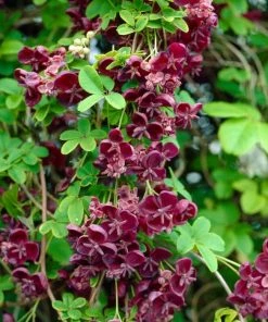 Roots Plants Chocolate Vine | Akebia Quinata | On A 90cm Cane In A 3L Pot