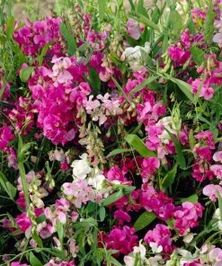 Roots Plants Other Climbing Plants Everlasting Sweet Pea -Lathyrus Latifolius Red | On A 90cm Cane In A 3L Pot