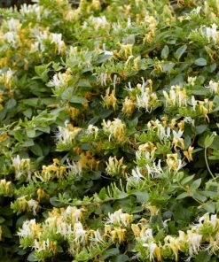 Roots Plants All Climbing Plants Sweetest Winter Honeysuckle | Lonicera Fragrantissima | On A 90cm Cane In A 3L Pot