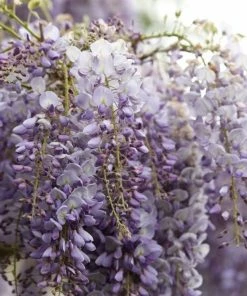Roots Plants Wisteria Sinensis 'Blue Sapphire' | On A 90cm Cane In A 3L Pot