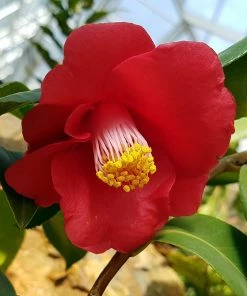 Roots Plants Perennials Red Camellia Japonica Plant