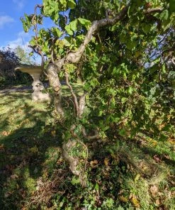 Roots Plants Corkscrew Hazel | Corylus Avellana 'Contorta'