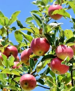 Roots Plants Dabinett Cider Apple Tree