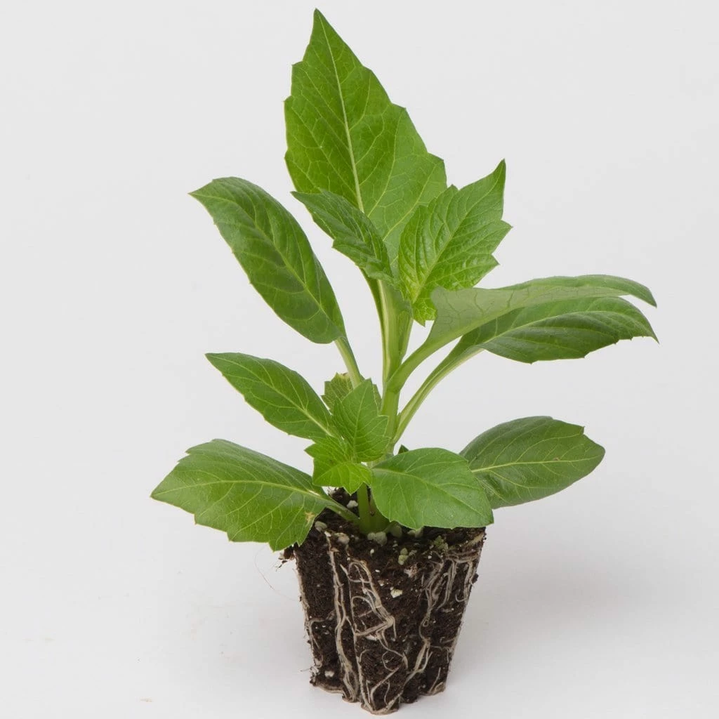 Roots Plants Dahlia Happy Days 'Purple' Jumbo Plug Plants Roots Plants Dahlia Happy Days 'Purple' Jumbo Plug Plants