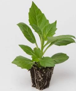 Roots Plants Dahlia Gardenetta 'Peach' Jumbo Plug Plants