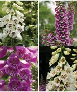 Roots Plants Perennials Digitalis'Dalmatian Mixed'