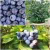 Roots Plants 3 X Sunshine Blue Blueberry Plants | 9cm Pots 1 Roots Plants 3 X Sunshine Blue Blueberry Plants | 9cm Pots