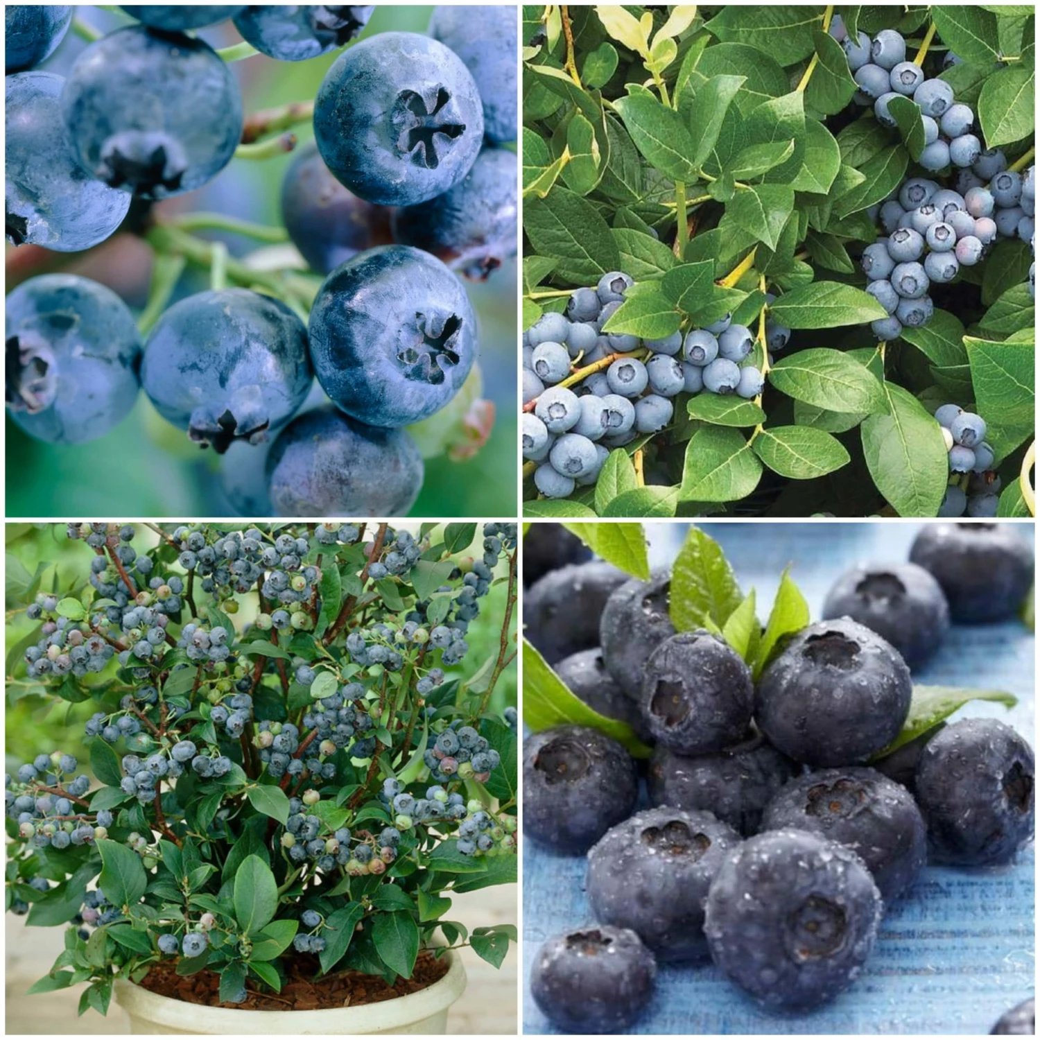 Roots Plants All Season Blueberry Plants Collection | 3x 10cm Pots Roots Plants All Season Blueberry Plants Collection | 3x 10cm Pots