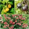 Roots Plants Unusual Berry Collection | 3x 3L Pots Fruits 2 Roots Plants Unusual Berry Collection | 3x 3L Pots Fruits