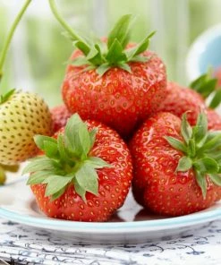 Roots Plants Fruits Sonata Strawberry Plants