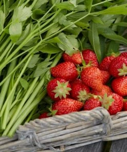 Roots Plants Cambridge Favourite Strawberry Plants