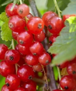 Roots Plants Red Lake' Redcurrant Bush Fruits