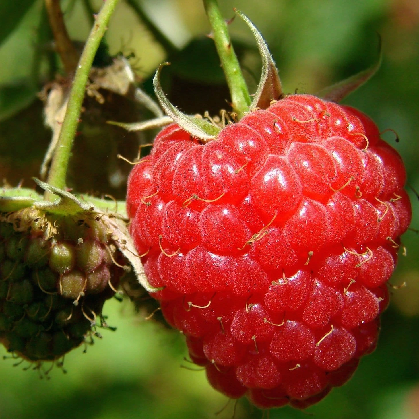 Roots Plants Tulameen Raspberry Plants Fruits Roots Plants Tulameen Raspberry Plants Fruits