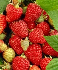 Roots Plants Tulameen Raspberry Plants Fruits