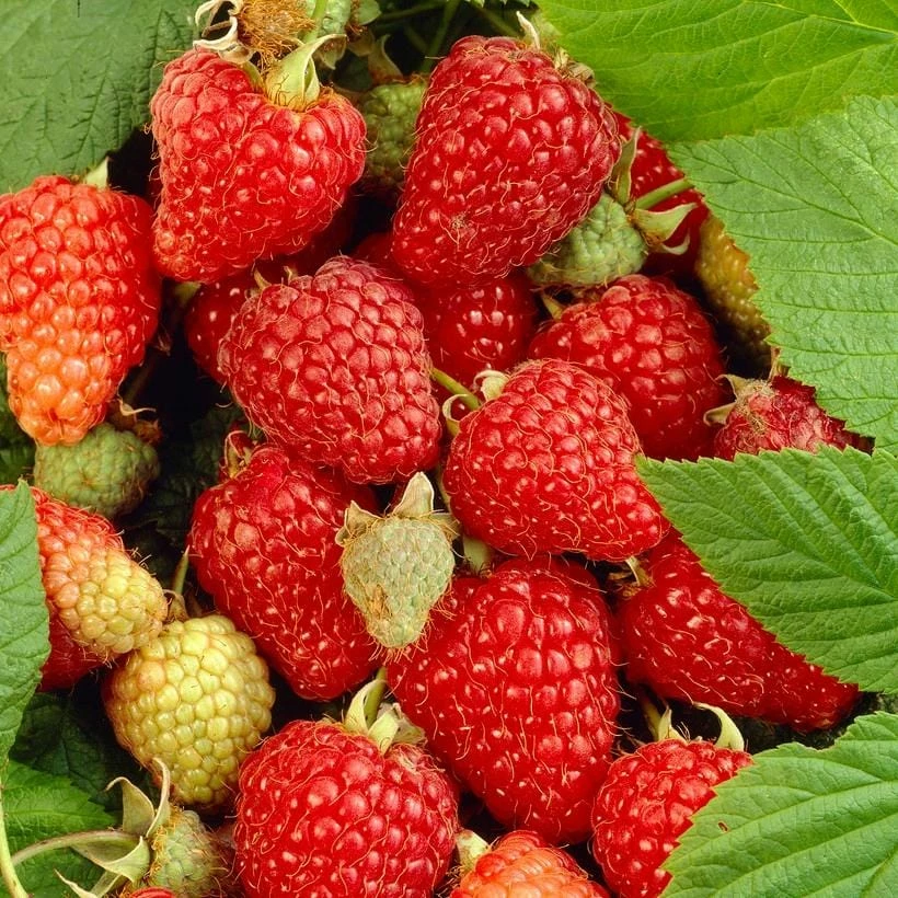 Roots Plants Tulameen Raspberry Plants Fruits Roots Plants Tulameen Raspberry Plants Fruits