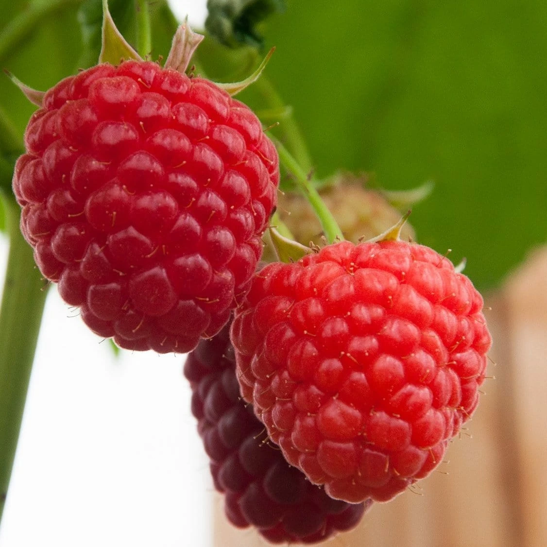 Roots Plants Fruits Malling Admiral Raspberry Plants Roots Plants Fruits Malling Admiral Raspberry Plants