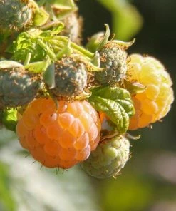 Roots Plants All Gold Raspberry Plants