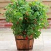 Roots Plants Fruits Ruby Beauty Raspberry Plant 1 Roots Plants Fruits Ruby Beauty Raspberry Plant