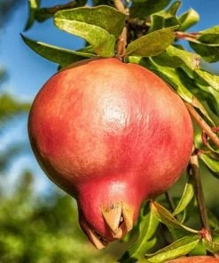 Roots Plants Pomegranate Bush