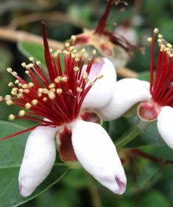 Roots Plants Pineapple Guava Plant | Feijoa Sellowiana