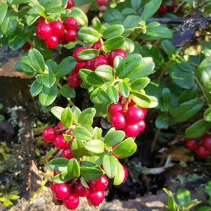 Roots Plants Red Pearl Lingonberry Plants Roots Plants Red Pearl Lingonberry Plants