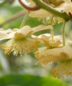 Roots Plants Jenny Hardy Kiwi Plant Fruits 4 Roots Plants Jenny Hardy Kiwi Plant Fruits