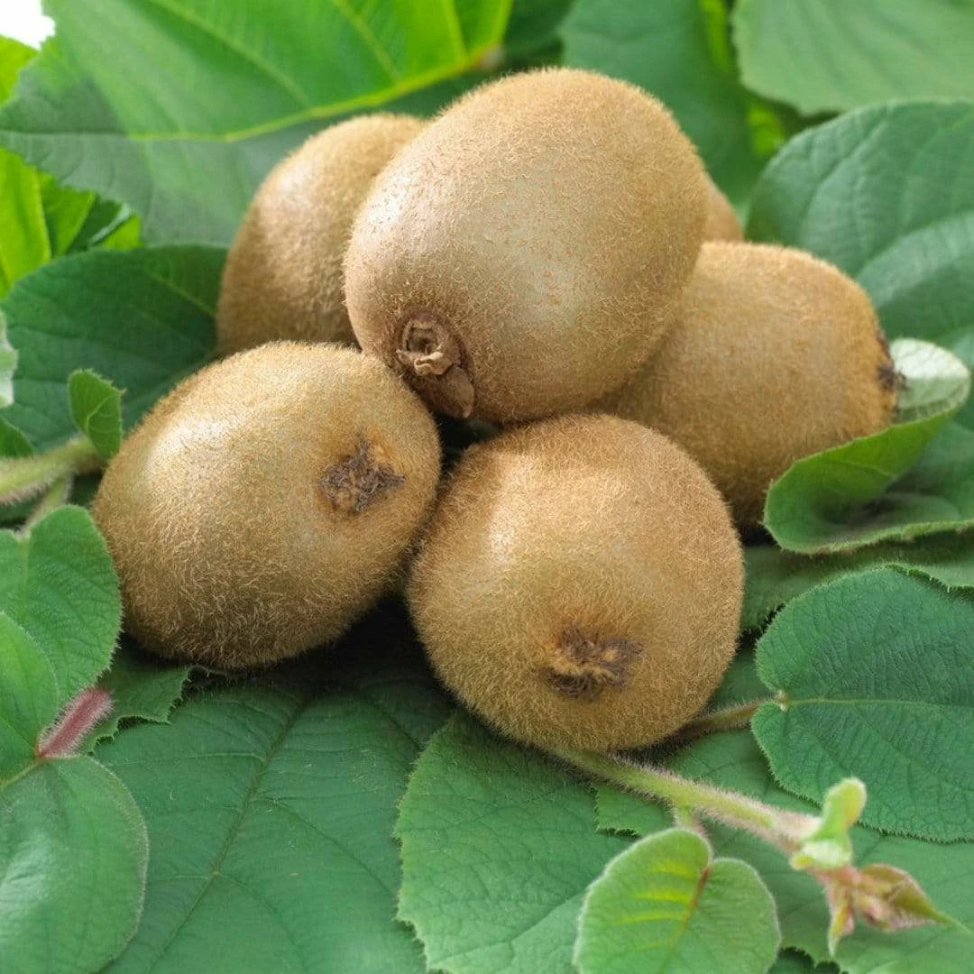 Roots Plants Jenny Hardy Kiwi Plant Fruits Roots Plants Jenny Hardy Kiwi Plant Fruits