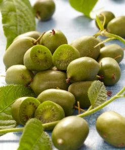 Roots Plants Issai Hardy Kiwi Plant Fruits