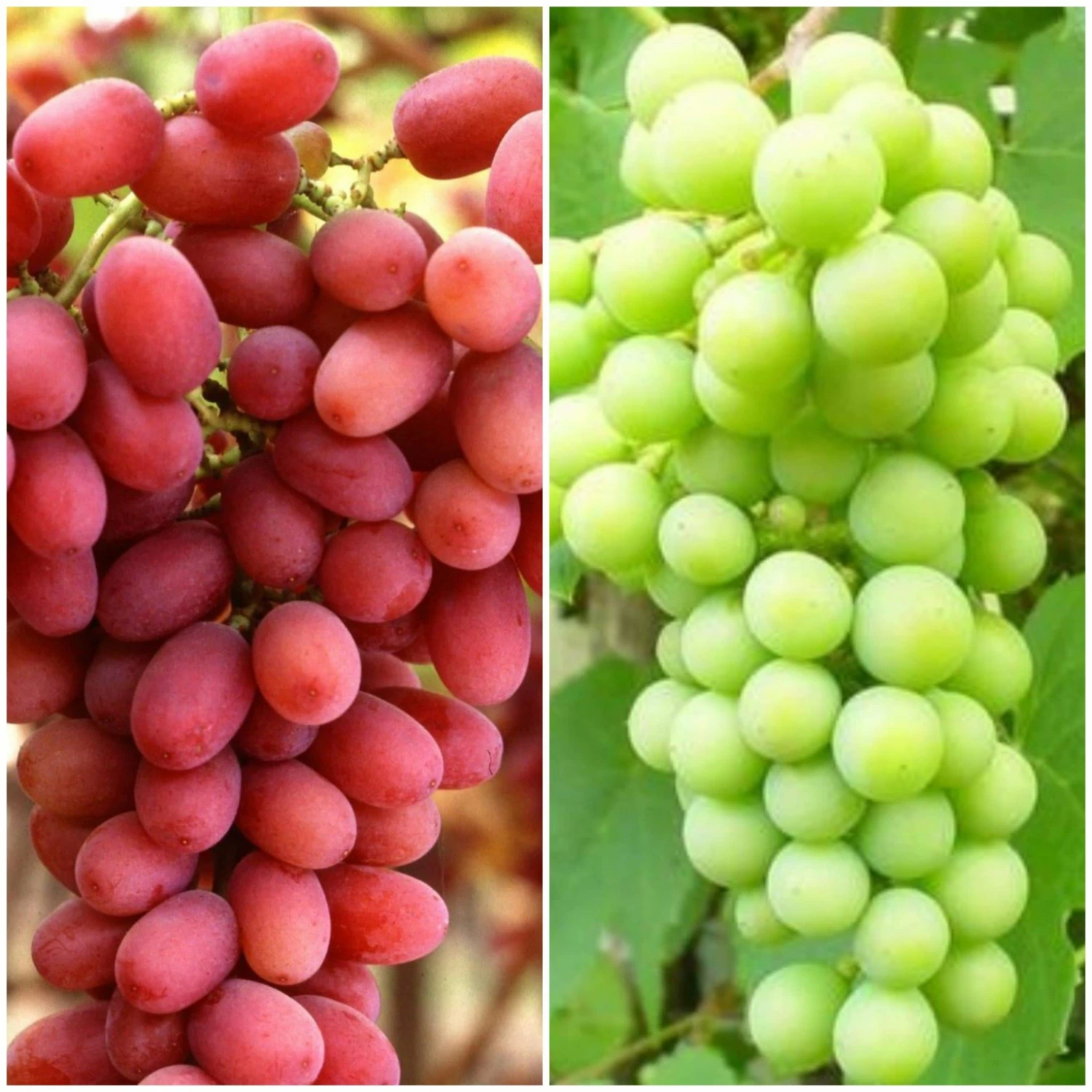 Roots Plants Seedless Outdoor Grape Collection | 'Crimson' & 'Superior' Seedless | 90cm Grape Vines In 3L Pots Fruits Roots Plants Seedless Outdoor Grape Collection | 'Crimson' & 'Superior' Seedless | 90cm Grape Vines In 3L Pots Fruits