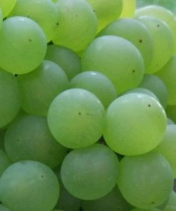 Roots Plants Phoenix' Outdoor Grape Vine Fruits