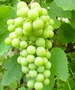 Roots Plants Seedless Outdoor Grape Collection | 'Crimson' & 'Superior' Seedless | 90cm Grape Vines In 3L Pots Fruits