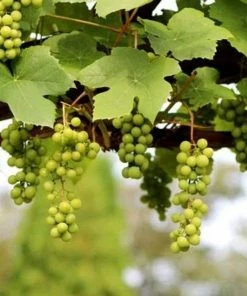 Roots Plants 90cm 'Lakemont' Seedless Outdoor Grape Vine | 3L Pot Fruits