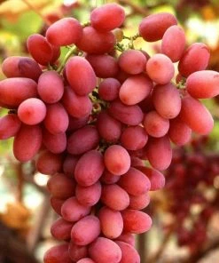 Roots Plants Seedless Outdoor Grape Collection | 'Crimson' & 'Superior' Seedless | 90cm Grape Vines In 3L Pots Fruits 4 Roots Plants Seedless Outdoor Grape Collection | 'Crimson' & 'Superior' Seedless | 90cm Grape Vines In 3L Pots Fruits