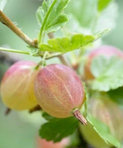 Roots Plants Fruits Invicta Gooseberry Bush