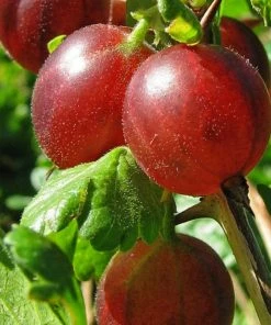 Roots Plants Fruits Hinnonmaki Red Gooseberry Bush