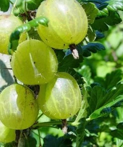 Roots Plants Hinnonmaki Green Gooseberry Bush 4 Roots Plants Hinnonmaki Green Gooseberry Bush
