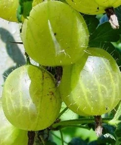 Roots Plants Hinnonmaki Green Gooseberry Bush 5 Roots Plants Hinnonmaki Green Gooseberry Bush
