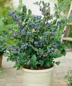 Roots Plants All Season Blueberry Plants Collection | 3x 10cm Pots 4 Roots Plants All Season Blueberry Plants Collection | 3x 10cm Pots