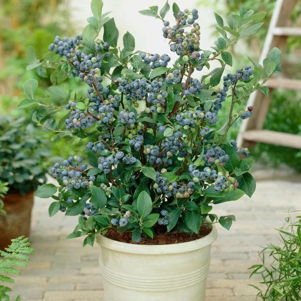 Roots Plants All Season Blueberry Plants Collection | 3x 10cm Pots Roots Plants All Season Blueberry Plants Collection | 3x 10cm Pots