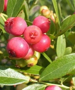 Roots Plants Fruits Pink Lemonade Blueberry Bush