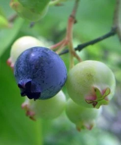 Roots Plants Patriot Blueberry Bush