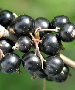Roots Plants Fruits Big Ben Blackcurrant Bush 4 Roots Plants Fruits Big Ben Blackcurrant Bush
