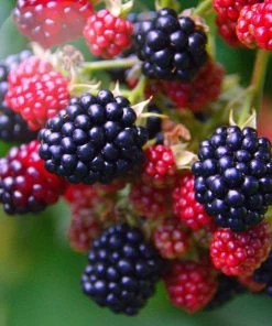 Roots Plants Loch Ness Blackberry Plants Fruits