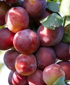 Roots Plants Fruits Victoria Plum Tree