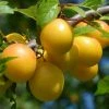 Roots Plants Oullins Golden Gage Plum Tree 1 Roots Plants Oullins Golden Gage Plum Tree