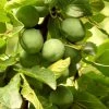 Roots Plants Old Greengage Plum Tree Fruits 1 Roots Plants Old Greengage Plum Tree Fruits