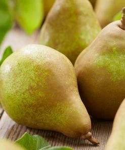 Roots Plants Fruits Doyenné Du Comice Pear Tree 5 Roots Plants Fruits Doyenné Du Comice Pear Tree