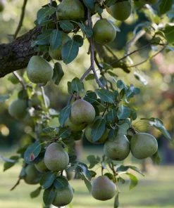 Roots Plants Fruits Doyenné Du Comice Pear Tree 4 Roots Plants Fruits Doyenné Du Comice Pear Tree