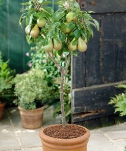 Roots Plants Mini Orchard Collection | Cherry, Pear & Plum Trees