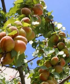 Roots Plants Avalon Pride Peach Tree